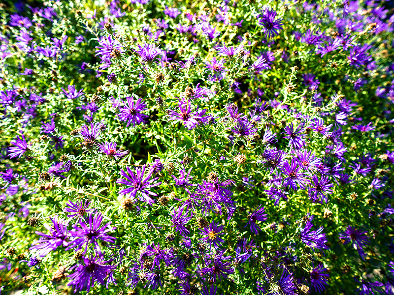 some purple flowers